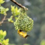 pajaro tejedor
